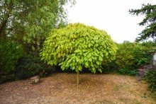 Sch�ne Linde Sch�nes Haus, super Lage, gro�er Garten. Und das beste: Hier hat auch noch Oma Platz!
